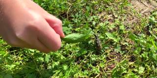 一个孩子的手试图让一个长胡子的大黑甲虫坐在绿色的草叶上