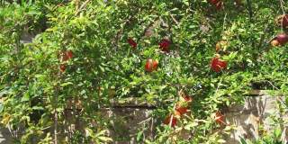 在炎热的夏天，石榴树的绿叶在风中摇曳。成熟的红果挂在树上