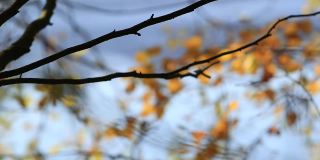 树枝在秋风中修剪背景