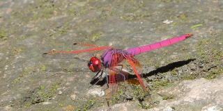 红尾巴蜻蜓。
