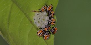 幼小的盾虫从卵中孵化。