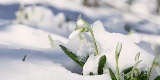 水珠落在被雪覆盖的洁白柔嫩的雪花莲上