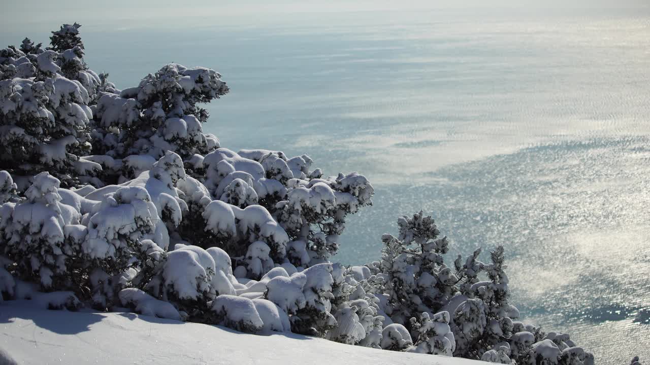 雪和冰下的杜松树枝和球果，在阴天下雪天。雪后霜冻的冬天。大自然永无止境的美丽。雪下的杜松子