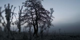 霜冻覆盖的树在冬天的田野在黎明