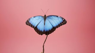 蓝色大闪蝶在粉红色的背景上视频素材模板下载