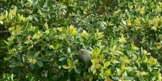 雌性橙胸绿鸽子吃一棵大树的小种子