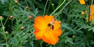 小蜜蜂收集橙黄硫宇宙的花蜜