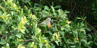 雄性橙胸绿鸽子放松和吃种子在一棵大树上