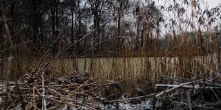 冬天的森林里，雪花飘落在湖边的芦苇上