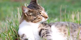 虎斑猫的肖像休息享受放松在绿色的草地上看着正对着镜头在花园里