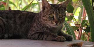一只宠物猫在房子的院子里休息的特写