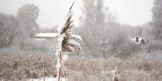 近距离观看芦苇茎在一个草原上的村庄背景在雪花落在缓慢莫