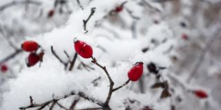 鲜红的野蔷薇果挂在树枝上，在飘落的雪花中缓缓移动
