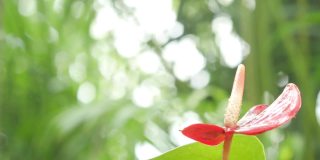 特写红掌，又名尾花，火烈鸟花和蕾丝叶与美丽的绿色自然散景背景。4K热带花边花在春天的花园与雾流动。