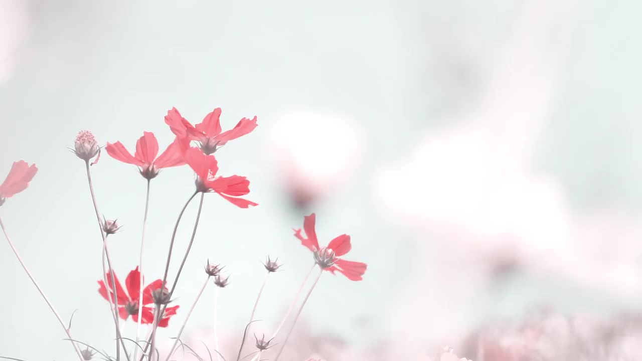 近距离观察盛开的野生宇宙花，色彩柔和。大自然的田野上，宇宙的粉红红花随风飘动。散景粉宇宙花盛开在大自然的背景下。纸雏菊。