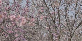 慢镜头:在摩尔多瓦春天的强风中盛开的杏树粉红色的花朵