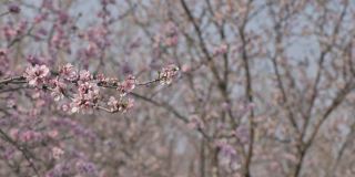 慢镜头:在摩尔多瓦春天的强风中盛开的杏树粉红色的花朵