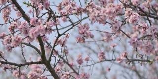慢镜头特写盛开的杏树粉红色花在强风在摩尔多瓦春天