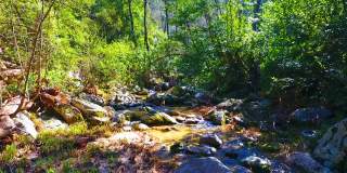 春天的自然景观与清澈的水，小溪，流之间的岩石，石头和绿色的树木。慢动作的小森林河在阳光明媚的夏天晨光的树林