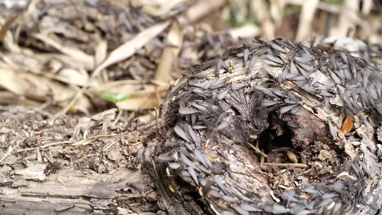 白蚁科。长翅膀的蚂蚁。