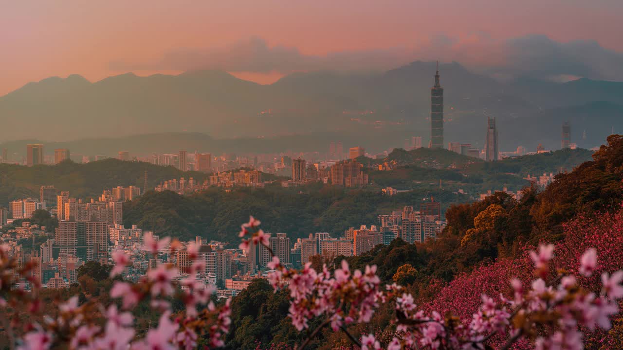 樱花与台北市景在春天