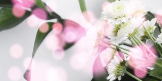 白色菊花在粉红色的三焦。春天的到来，大自然的概念。