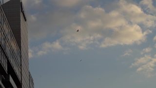 两只黑鸟在大楼周围飞来飞去视频素材模板下载