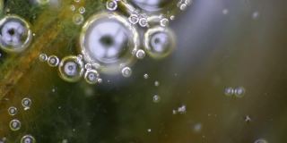 微距拍摄的水藻与水珠。科学、生物学背景