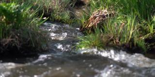 夏天清洁森林快溪。在密不透风的原始森林里的小溪