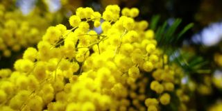 黄色含羞草花序，小花和叶