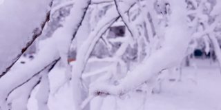 慢动作近距离的许多雪和冻结的水滴在树枝上公园在模糊的白色背景。周末冬天下雪圣诞节概念和恶劣天气与拷贝空间