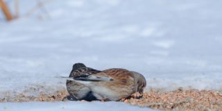 一群普通的红雀(Linaria cannabina)坐在雪地上吃散落的小麦。