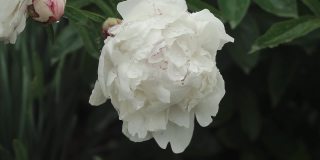 白色的牡丹花雨后带着露珠，美丽的花在公园里。花盛开的牡丹。