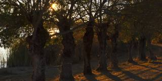 葡萄牙阿连特霍的树木与日出的阳光在树叶和树干阴影之间的背景