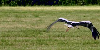 白鹳飞过田野。