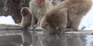 温泉里的野猴子让位给一张新面孔。