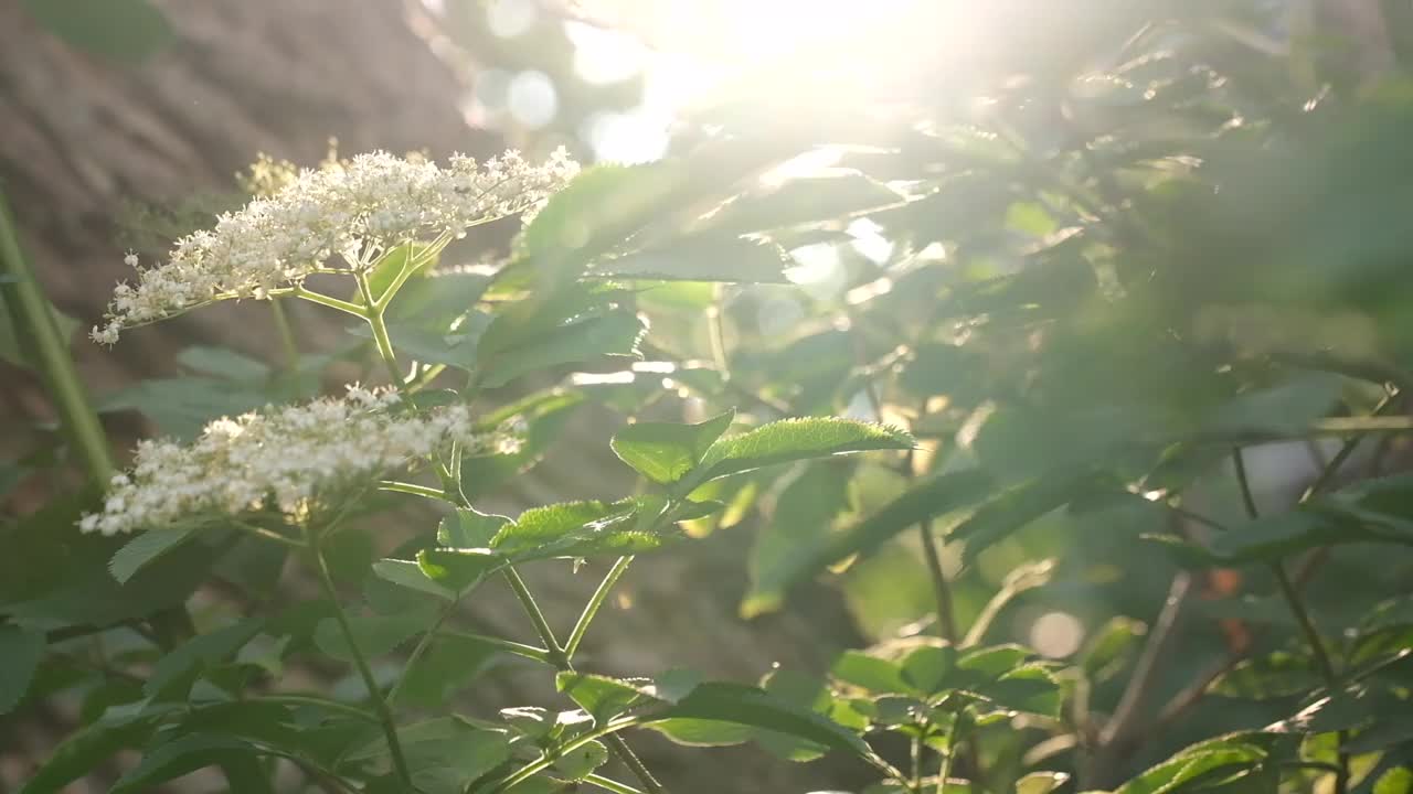 接骨木花在自然界