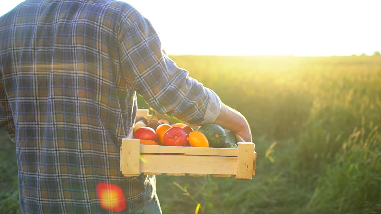 一个农夫在夕阳的田野里拿着一盒有机蔬菜:胡萝卜，土豆，西葫芦，西红柿。农贸市场:有机农业，农贸收获作物慢镜头，太阳镜头光晕