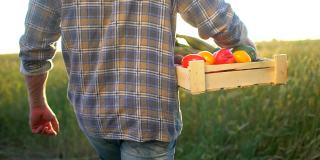 一个农夫在夕阳的田野里拿着一盒有机蔬菜:胡萝卜，土豆，西葫芦，西红柿。农贸市场:有机农业，农贸收获作物慢镜头，太阳镜头光晕
