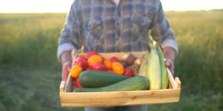一个农夫在日落的田地里展示有机蔬菜:玉米，土豆，西葫芦，西红柿。农贸市场:有机农业，农贸收获作物慢镜头，近距离观看