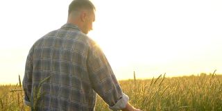 快乐的农民走在美丽的成熟的麦田在日落或日出。一位男性农民正在触摸他农场里的小麦穗。自然生长人类收获收获作物种植概念太阳透镜耀斑，缓慢