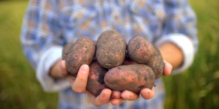 农民手里拿着生物制品土豆。理念:农贸市场、有机农业、收获作物、生物产品、种植蔬菜、素食者、天然清洁新鲜产品。近距离