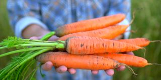 农民手中拿着生物产品胡萝卜。理念:农贸市场、有机农业、收获作物、生物产品、种植蔬菜、素食者、天然清洁新鲜产品、近距离接触