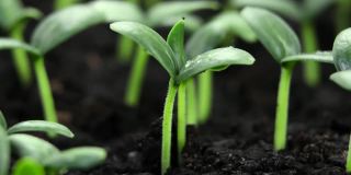 在温室农业中，黄瓜植株在春季长时间发芽，发芽新生