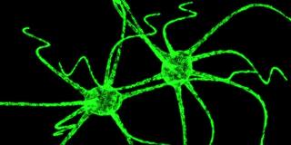 神经元系统线框有点和线。科学医疗保健概念3d动画