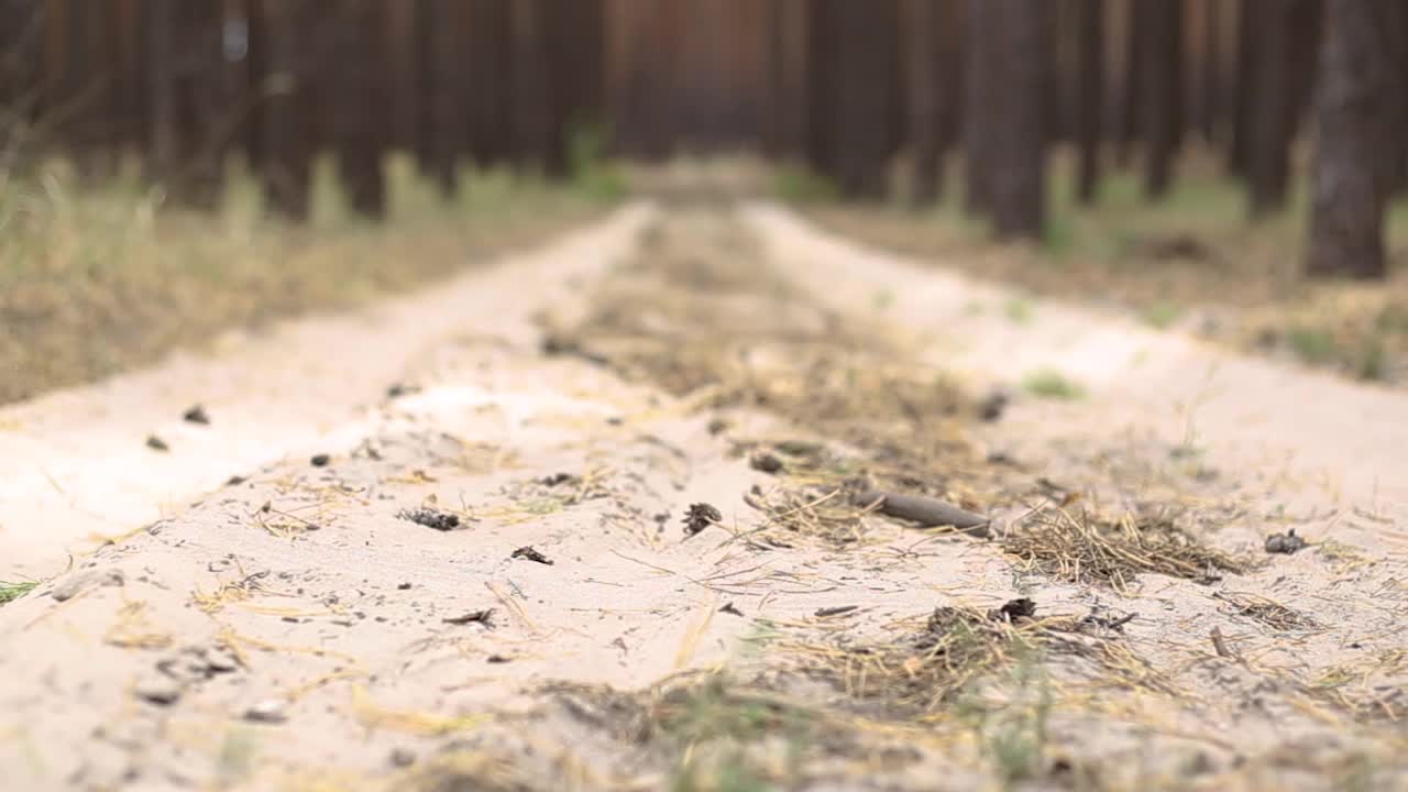 穿过松树林的路。美丽的风景。