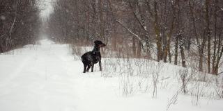 暴风雪中，杜宾在森林里的雪地上奔跑，慢镜头拍摄