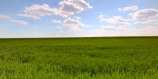 麦田绿草，蓝天白云，航拍4k视频