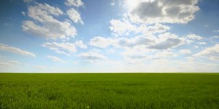 绿麦田，蓝天白云，自然农业景观，4k视频