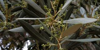 橄榄树(Olea europaea)树枝上的花朵在风中摇曳。
